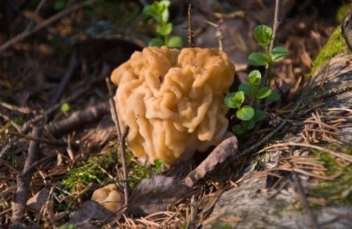 Съедобные грибы в мае. Какие грибы можно собирать в мае