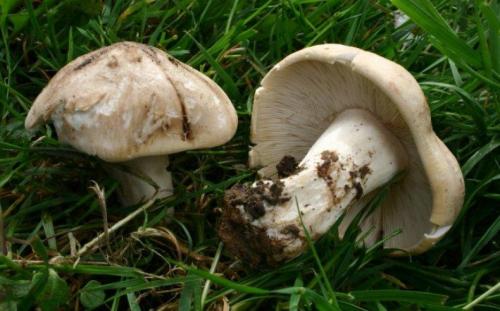 Съедобные грибы в мае. Какие грибы можно собирать в мае