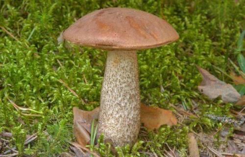 Съедобные грибы в мае. Какие грибы можно собирать в мае