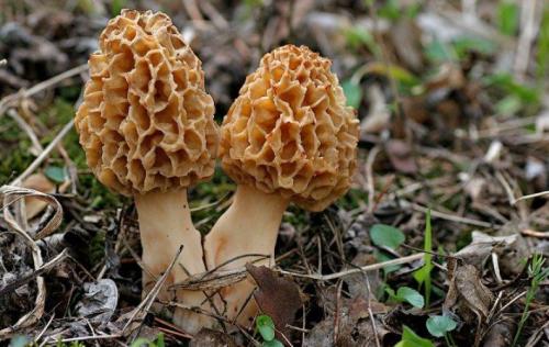 Съедобные грибы в мае. Какие грибы можно собирать в мае