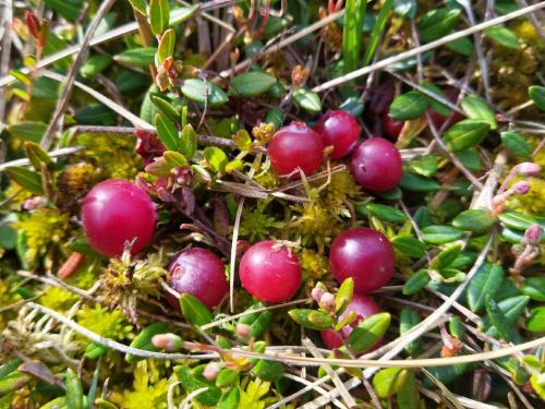 Какие грибы собирать в мае июне. Петербуржцы уже носят из леса и подберёзовики, и подосиновики. Эксперты советуют, где искать: не там, где летом