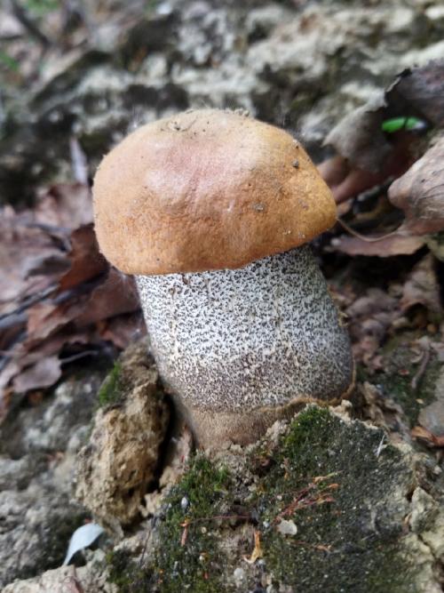 Какие грибы собирать в мае июне. Петербуржцы уже носят из леса и подберёзовики, и подосиновики. Эксперты советуют, где искать: не там, где летом