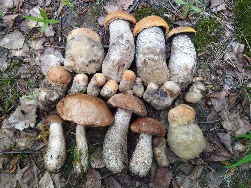 Какие грибы собирать в мае июне. Петербуржцы уже носят из леса и подберёзовики, и подосиновики. Эксперты советуют, где искать: не там, где летом