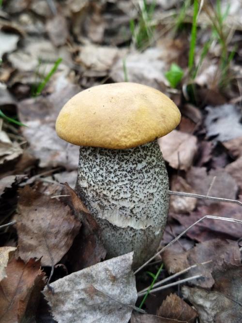 Какие грибы собирать в мае июне. Петербуржцы уже носят из леса и подберёзовики, и подосиновики. Эксперты советуют, где искать: не там, где летом