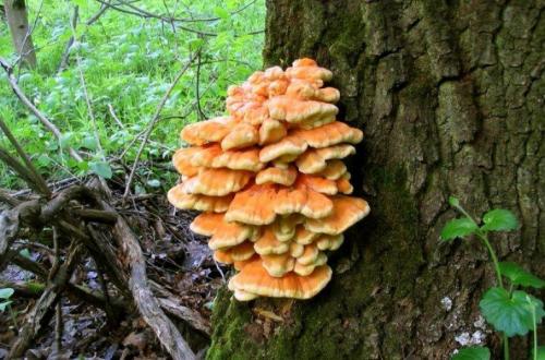 Съедобные грибы в мае. Какие грибы можно собирать в мае