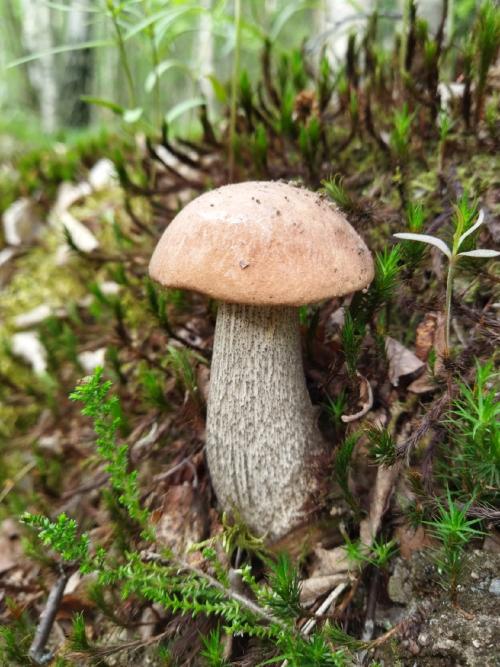 Какие грибы собирать в мае июне. Петербуржцы уже носят из леса и подберёзовики, и подосиновики. Эксперты советуют, где искать: не там, где летом