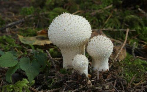 Съедобные грибы в мае. Какие грибы можно собирать в мае