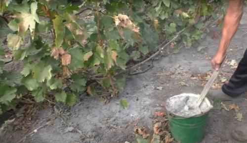 Как хранить виноград 'Вардува ранний Садовита' после сбора урожая. Виноград после сбора урожая: 5 ошибок в уходе, которые не стоит допускать