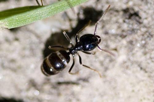 Средство от муравьев в огороде. 15 способов, как избавиться от садовых муравьев