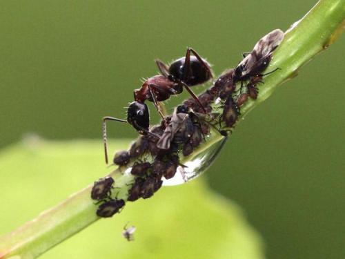 Как избавиться от муравьев навсегда на огороде. В чем состоит опасность муравьев?