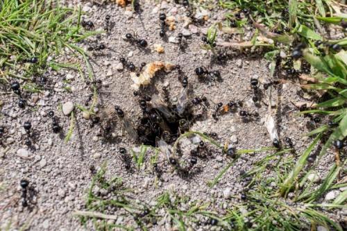 Как избавиться от муравьев навсегда на огороде. В чем состоит опасность муравьев?