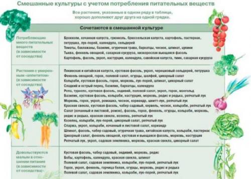 Соседство овощей на грядке таблица. Определяем оптимальное соседство овощей на грядках — таблицы и правила севооборота