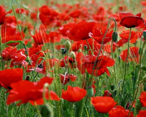 Комнатные цветы по гороскопу. Цветочный гороскоп по знакам Зодиака – история появления 02