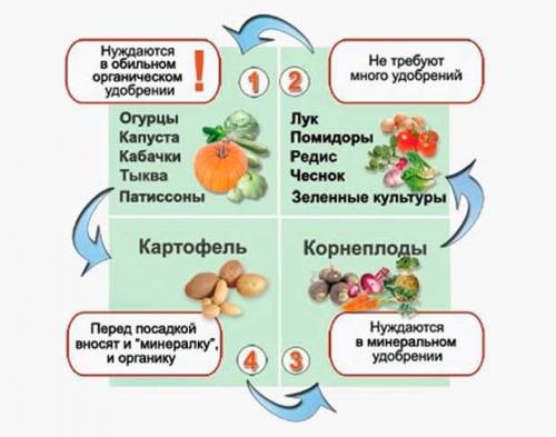 Соседство овощей на грядке таблица. Определяем оптимальное соседство овощей на грядках — таблицы и правила севооборота