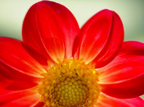 Какому знаку Зодиака подходит орхидея. Огненные знаки