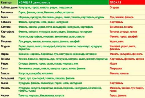 Соседство овощей на грядке таблица. Определяем оптимальное соседство овощей на грядках — таблицы и правила севооборота