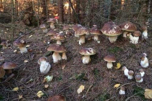 При каких условиях съедобные грибы могут быть опасны для человека. Как не отравиться грибами!