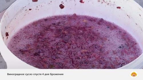Виноград Вардува: Уникальное предложение, которое нельзя упустить Виноград Вардува: Уникальное предложение, которое нельзя упустить