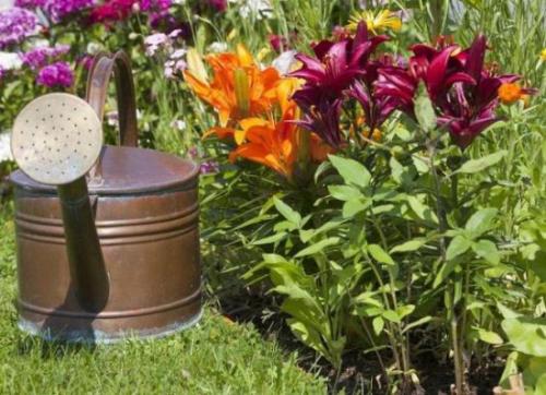 Как правильно разделить лилии после цветения. Правила подкормки лилий после цветения