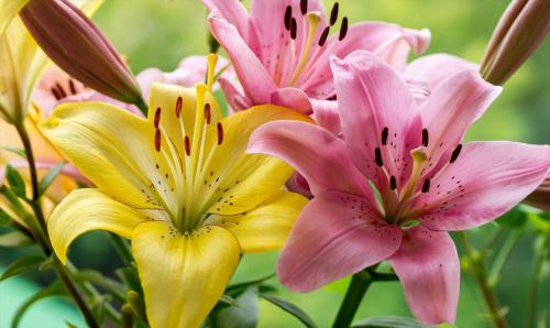 Пересадка лилий после цветения: как это сделать правильно 01 Пересадка лилий после цветения: как это сделать правильно 01