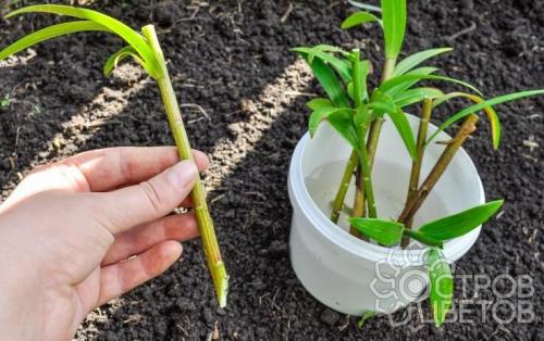 Пересадка лилий после цветения: как это сделать правильно 07 Пересадка лилий после цветения: как это сделать правильно 07