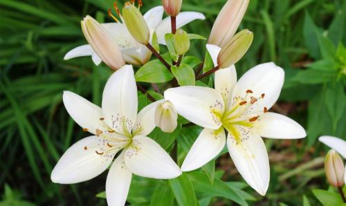 Пересадка лилий после цветения: как это сделать правильно 04 Пересадка лилий после цветения: как это сделать правильно 04