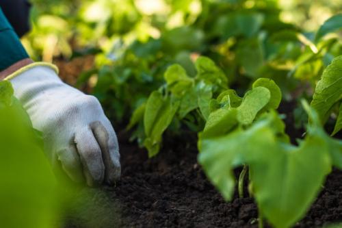 Что с чем сажать таблица. Правила и таблица совместимости овощей с другими культурами в саду и огороде