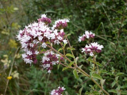 Полевые цветы цветущие в мае. Список полевых (луговых) цветов с фото, названиями и описанием