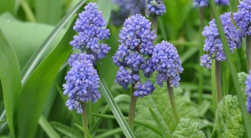 В мае расцветают цветы, какие. 9 привлекательных растений, цветущих в мае 04