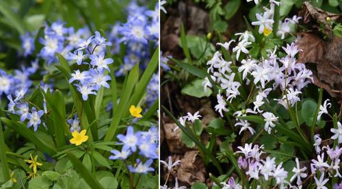 В мае расцветают цветы, какие. 9 привлекательных растений, цветущих в мае 06