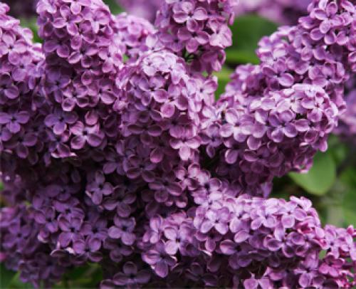 В мае расцветают цветы, какие. 9 привлекательных растений, цветущих в мае 08