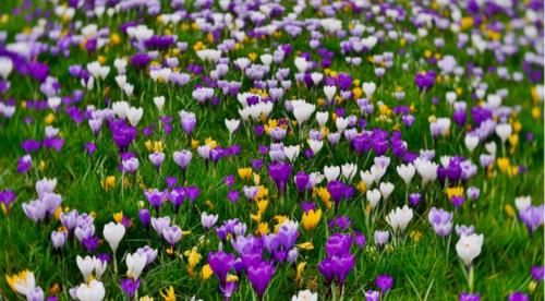 В мае расцветают цветы, какие. 9 привлекательных растений, цветущих в мае 01