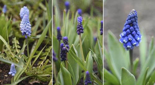 В мае расцветают цветы, какие. 9 привлекательных растений, цветущих в мае 03