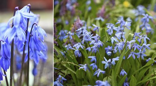 В мае расцветают цветы, какие. 9 привлекательных растений, цветущих в мае 05