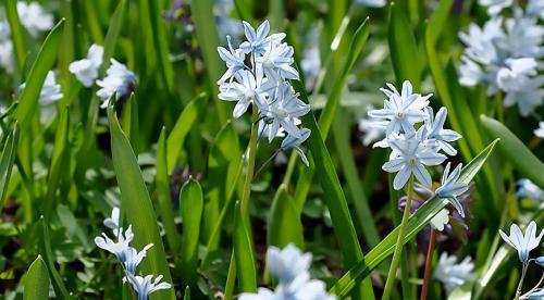 В мае расцветают цветы, какие. 9 привлекательных растений, цветущих в мае 07