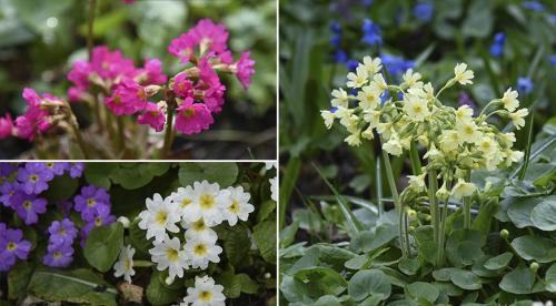 В мае расцветают цветы, какие. 9 привлекательных растений, цветущих в мае 02