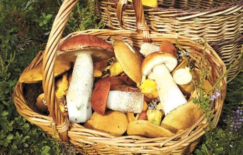 Когда сезон грибов 2023. Куда лучше пойти за грибами в Ленинградской области