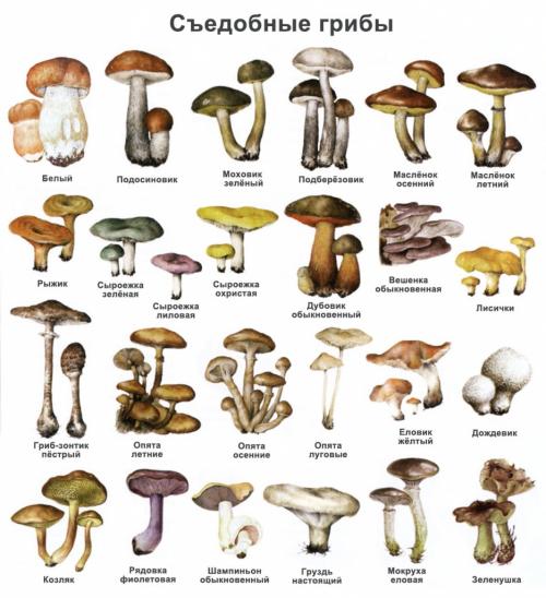 Разновидности грибов и где можно собирать грибы. Виды грибов: список с фотографиями, названиями, характеристикой съедобных и несъедобных грибов + описание, где растут
