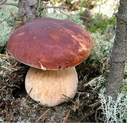 Сезон белых грибов: когда собирать