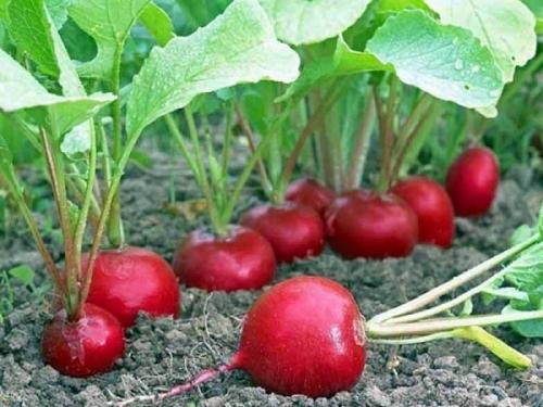 Что нельзя сажать рядом с огурцами. Соседи огурцов на грядке