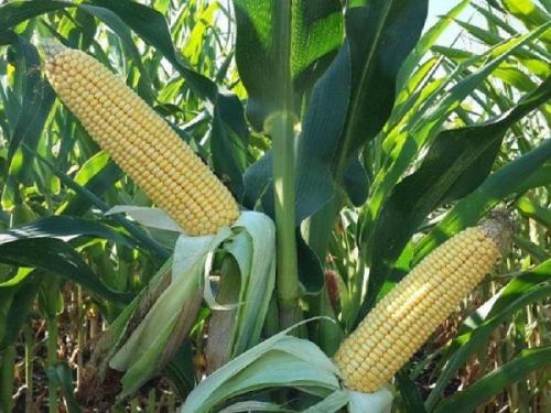 Что нельзя сажать рядом с огурцами. Соседи огурцов на грядке