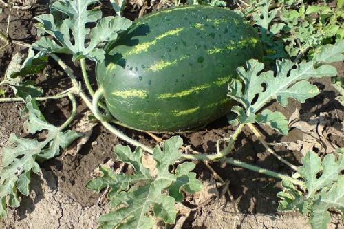 Что можно сажать рядом с кукурузой. Соседи кукурузы на участке, что можно сажать рядом