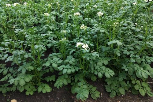 Что можно сажать рядом с кукурузой. Соседи кукурузы на участке, что можно сажать рядом