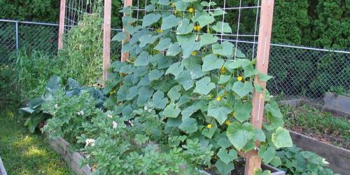 Что нельзя сажать рядом с огурцами. Соседи огурцов на грядке