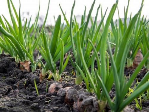 Что нельзя сажать рядом с огурцами. Соседи огурцов на грядке