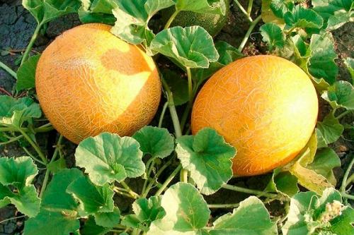 Что можно сажать рядом с кукурузой. Соседи кукурузы на участке, что можно сажать рядом