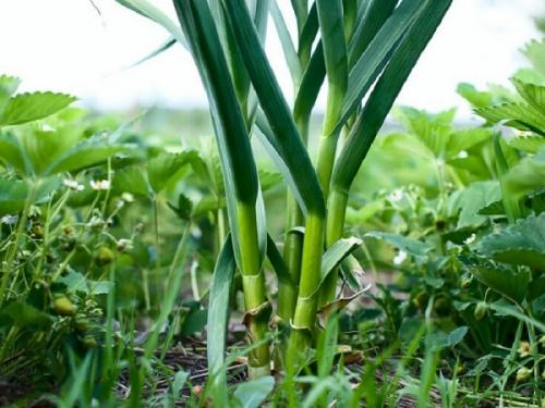 Что нельзя сажать рядом с огурцами. Соседи огурцов на грядке
