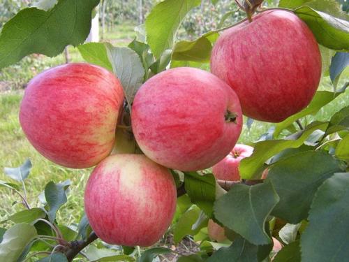Яблоки красные сорта. Сорта яблонь: 32 лучших сорта 2022 с описанием и фото