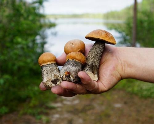 Календарь грибника 2023. Когда пойдут грибы в Подмосковье в 2023 году