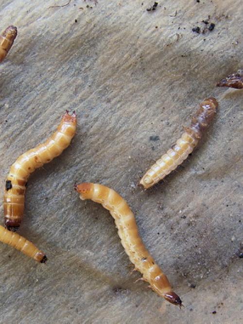 Вредители корней растений. Вредители корней садовых растений